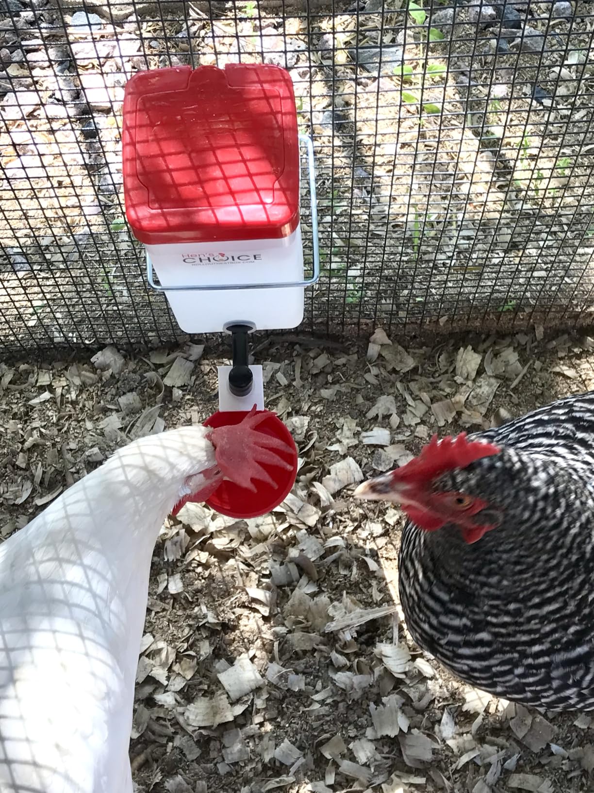 Hen's Choice™ 1L (32 oz) Drinker W/Cup, Nipple, & Wire Bracket for Poultry & Small Animals, Chick Waterer, Red customer photo 2