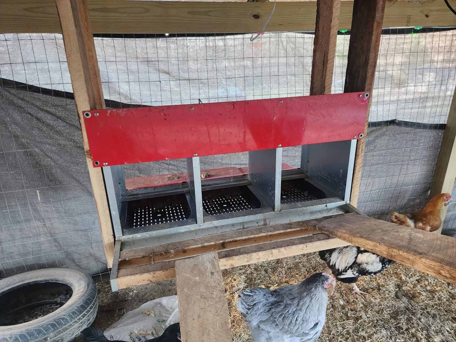 RentACoop Metal Chicken Nesting Box, Roll Out Reversible, 3 Compartments customer photo 1