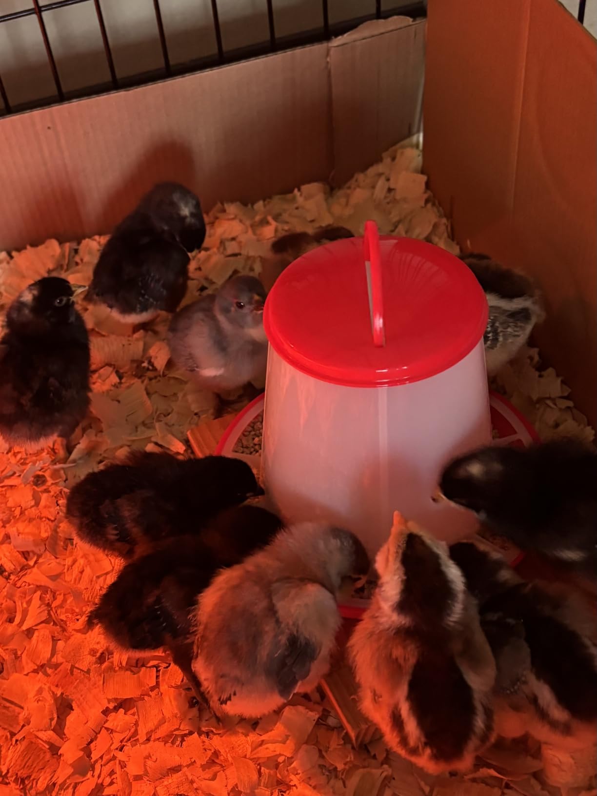 Incubators for Hatching Eggs 12 Egg Incubator with Automatic Egg Turning and Humidity Control,Egg Candler,Auto Water Replenishment,for Chicken Eggs and Quail Egg M12H customer photo 1