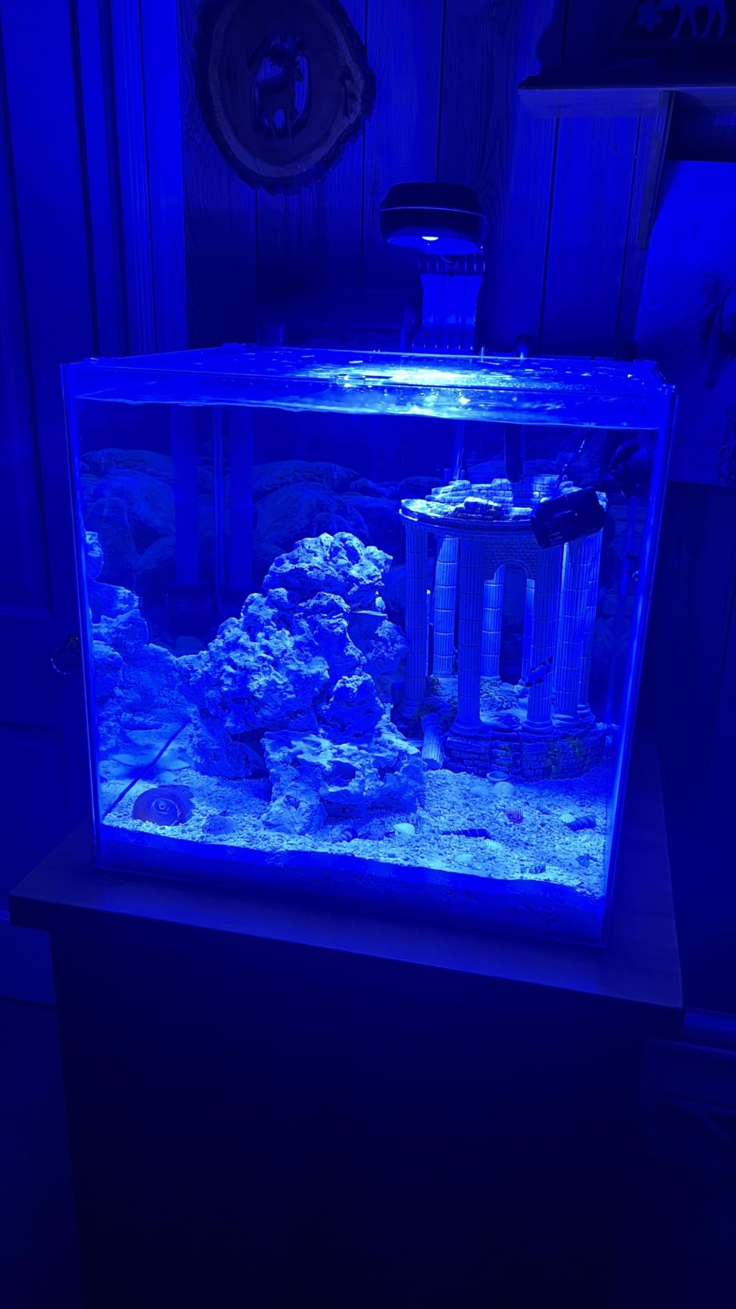 PopBloom RL60 WiFi Reef LED Light, 60W Full Spectrum Marine Reef LED Aquarium Lighting for Soft/LPS Corals & Saltwater Fish Nano Tanks, Built-in Timer, WiFi Phone Programmable, Sunrise Sunset customer photo 1