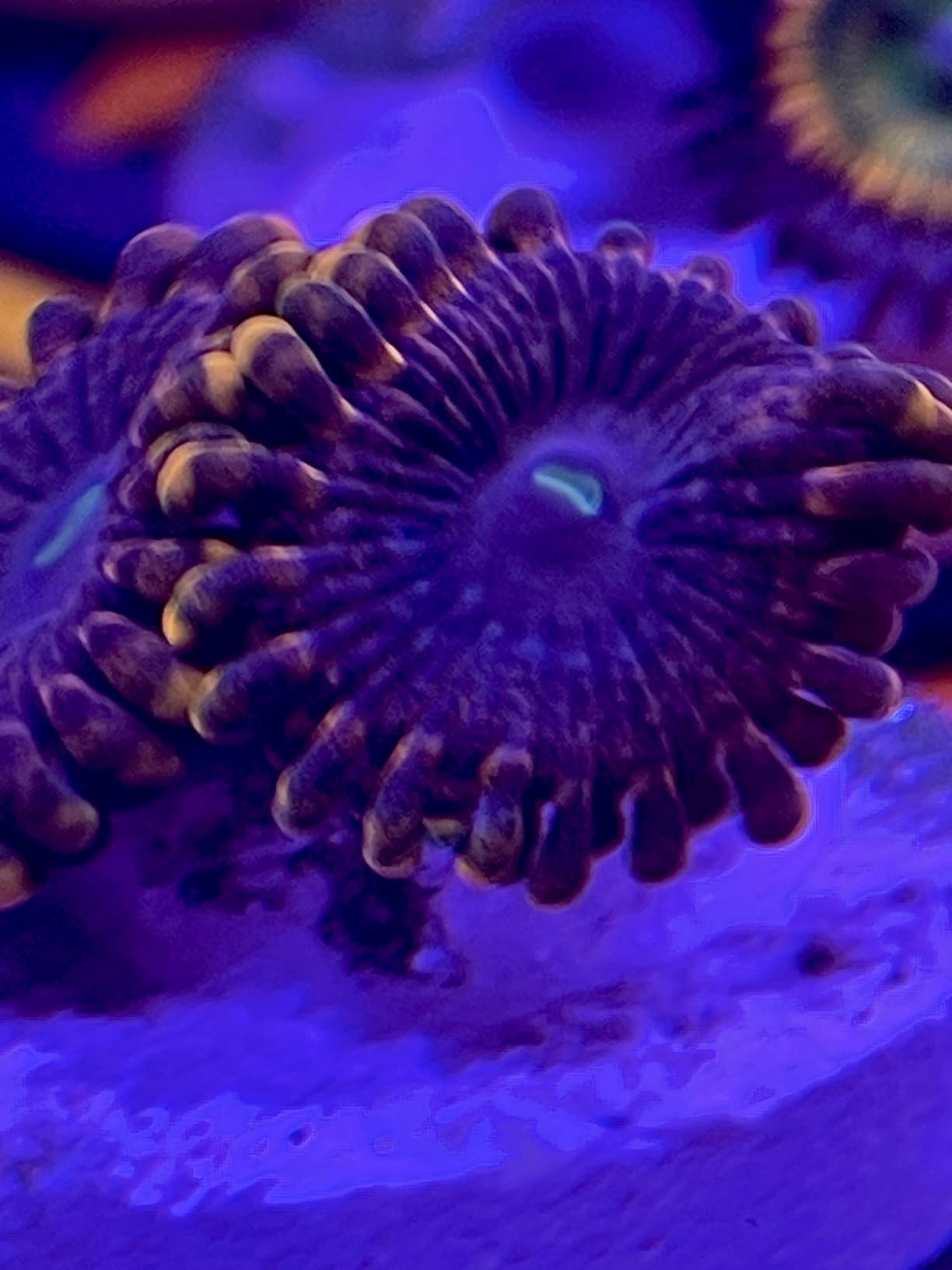 PopBloom RL60 WiFi Reef LED Light, 60W Full Spectrum Marine Reef LED Aquarium Lighting for Soft/LPS Corals & Saltwater Fish Nano Tanks, Built-in Timer, WiFi Phone Programmable, Sunrise Sunset customer photo 2