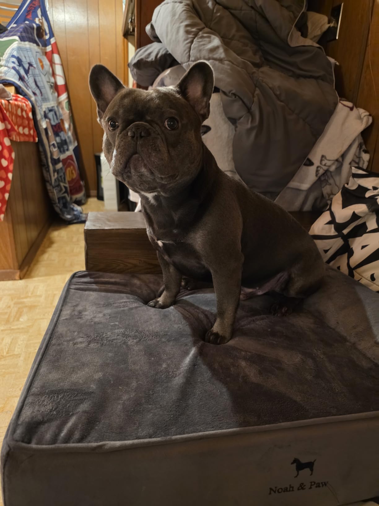 NOAH & PAW Large Dog Bed Orthopedic Memory Foam Cooling Gel 35x25x8.7 in customer photo 1