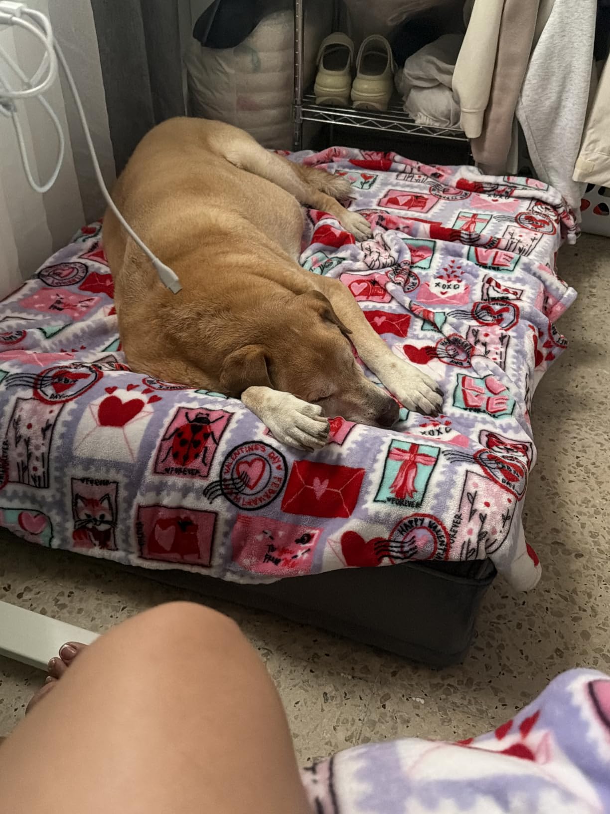 NOAH & PAW Large Dog Bed Orthopedic Memory Foam Cooling Gel 35x25x8.7 in customer photo 2