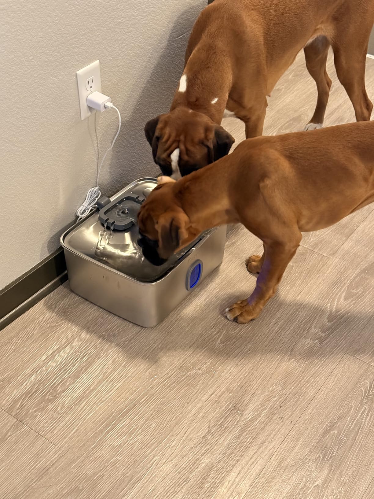 Kastty 4 Gal/15L Stainless Steel Dog Water Fountain for Large Dogs customer photo 1