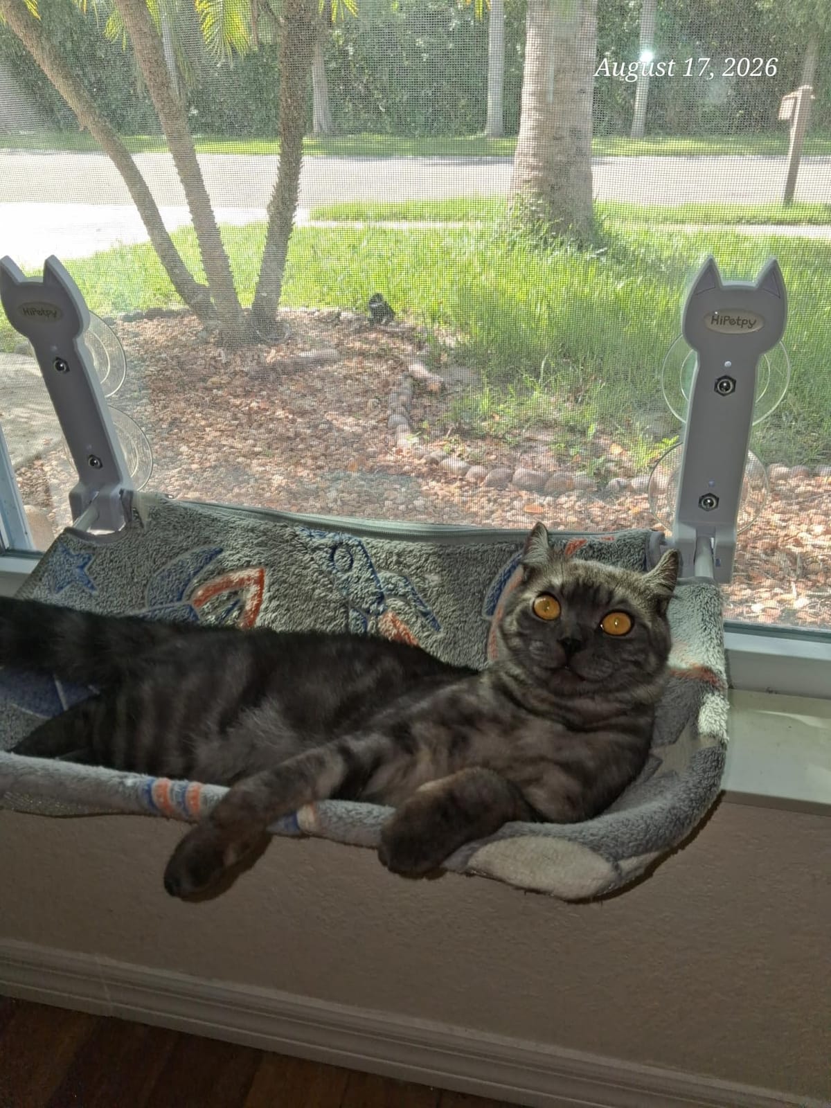 HiPetpy 2-Pack Large Cat Window Perch, Cordless Foldable Cat Hammock customer photo 1
