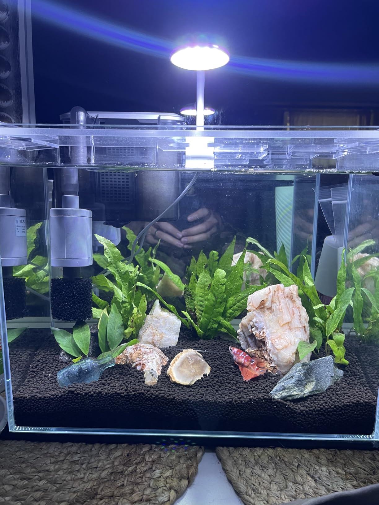 Vimvins 3 Gallon Glass Small Fish Tank, Betta Fish Tank Starter Kit with Filter, Lights,Lid. customer photo 2