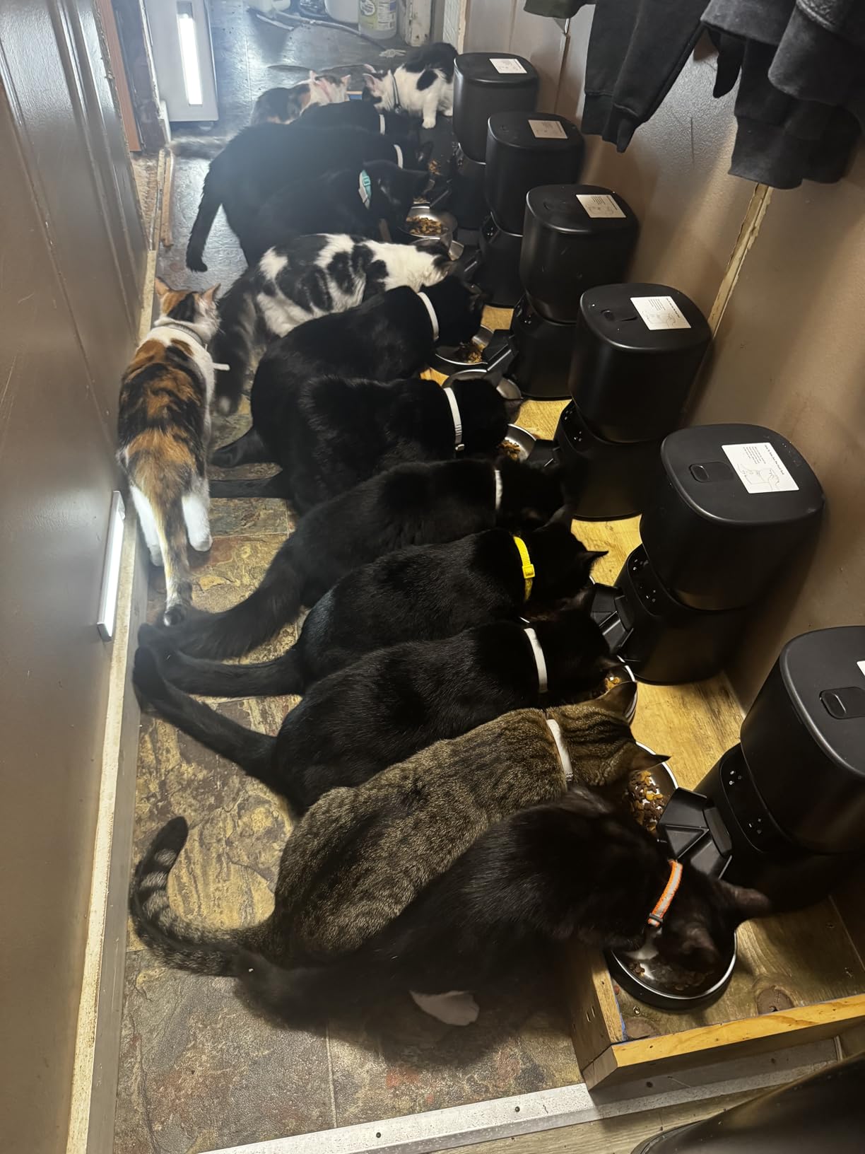Automatic Cat Feeders for Two Cats, 5L/20 Cups Double Automatic Cat Food Dispenser with 2 Stainless Bowls, Timer Setting 20 Portions 6 Meals Per Day, 10s Meal Call (Black) customer photo 1