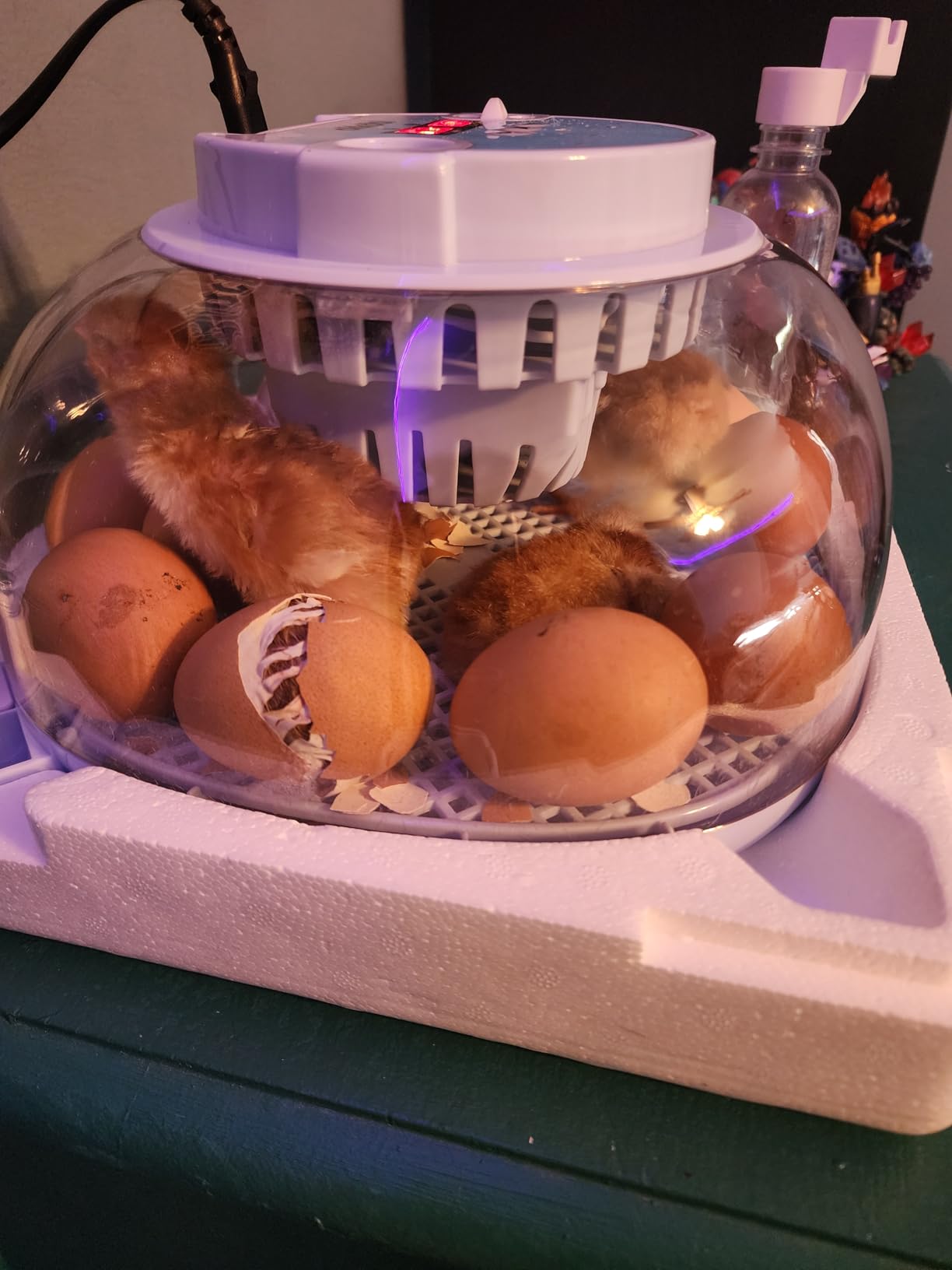 12 Egg Incubator with Automatic Egg Turning and Humidity Control – Egg Incubators for Hatching Eggs – Egg Candler, Water Bottle Refill, Air Vent, 360° View – Incubadora de Huevos de Gallina customer photo 1