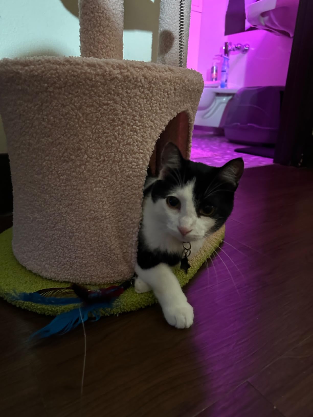 PAWZ Road 26”Cat Tower Cactus Cat Tree for Small Space customer photo 2