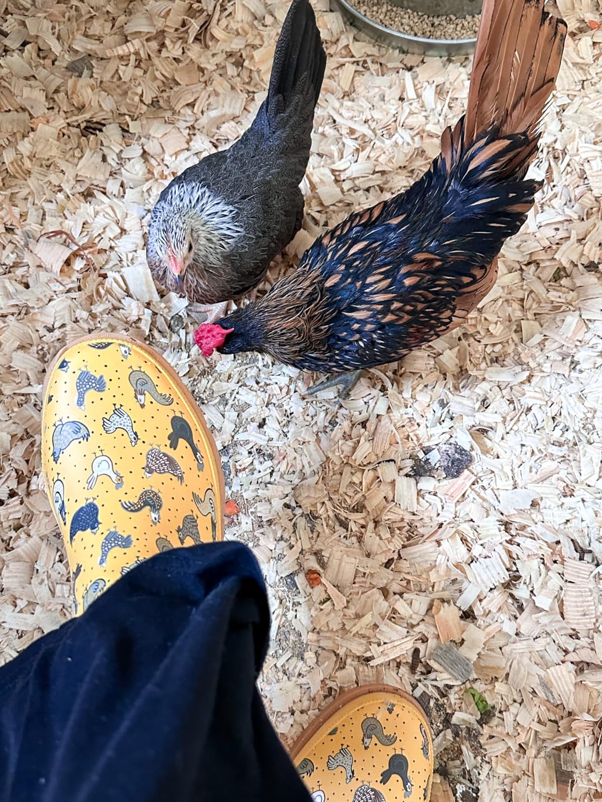 Women's Waterproof Pull-On Chelsea Rain Boot with Fun Prints customer photo 1