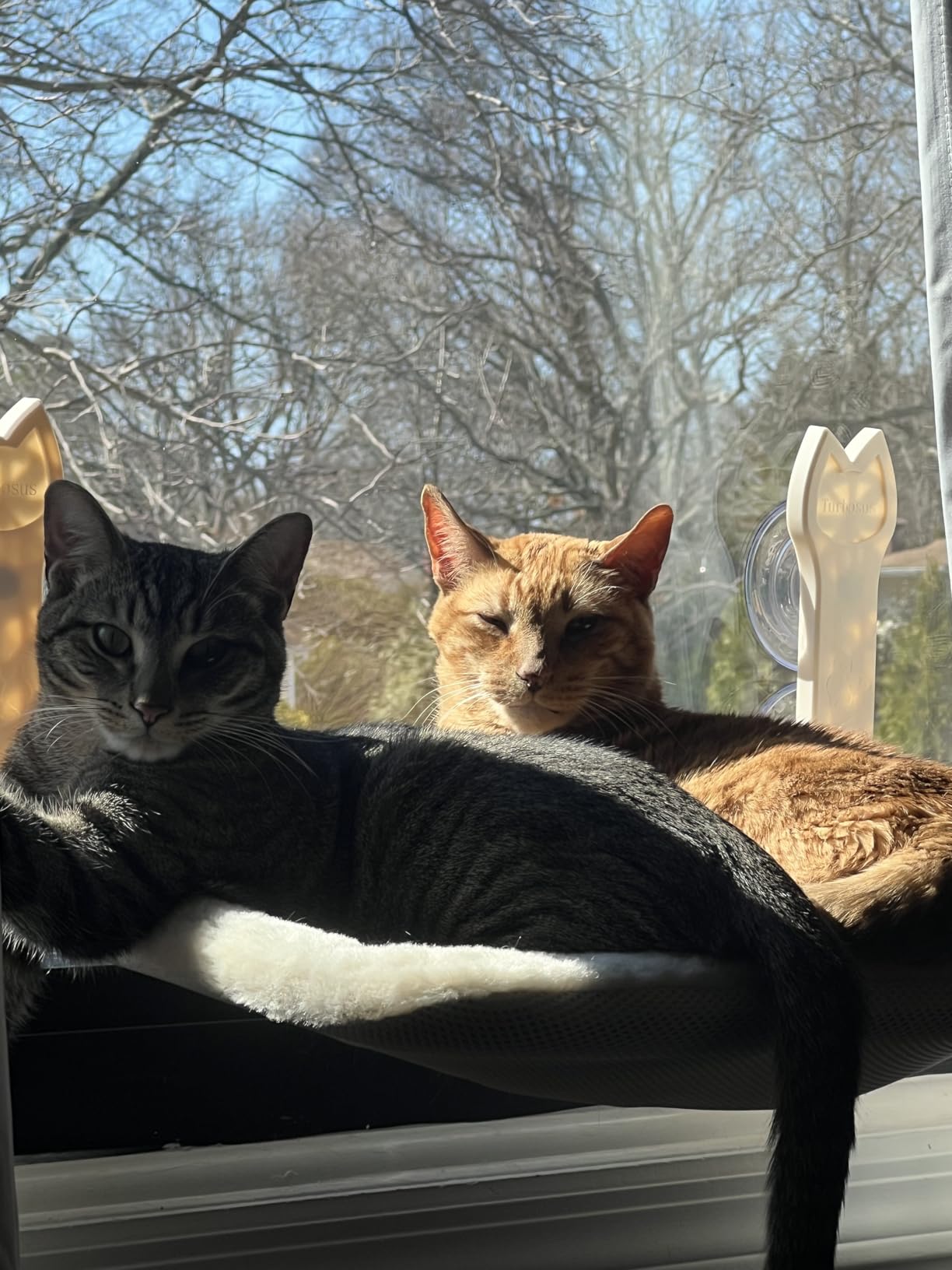 2 Pack Cat Window Perch,Cat Window Hammock Cordless Foldable Window Bed with 4 Large Strong Suction Cup,Reversible Cushion Cover,Metal Frame Easy to Adjust Window Seat Holds up to 40lbs(Brown) customer photo 1