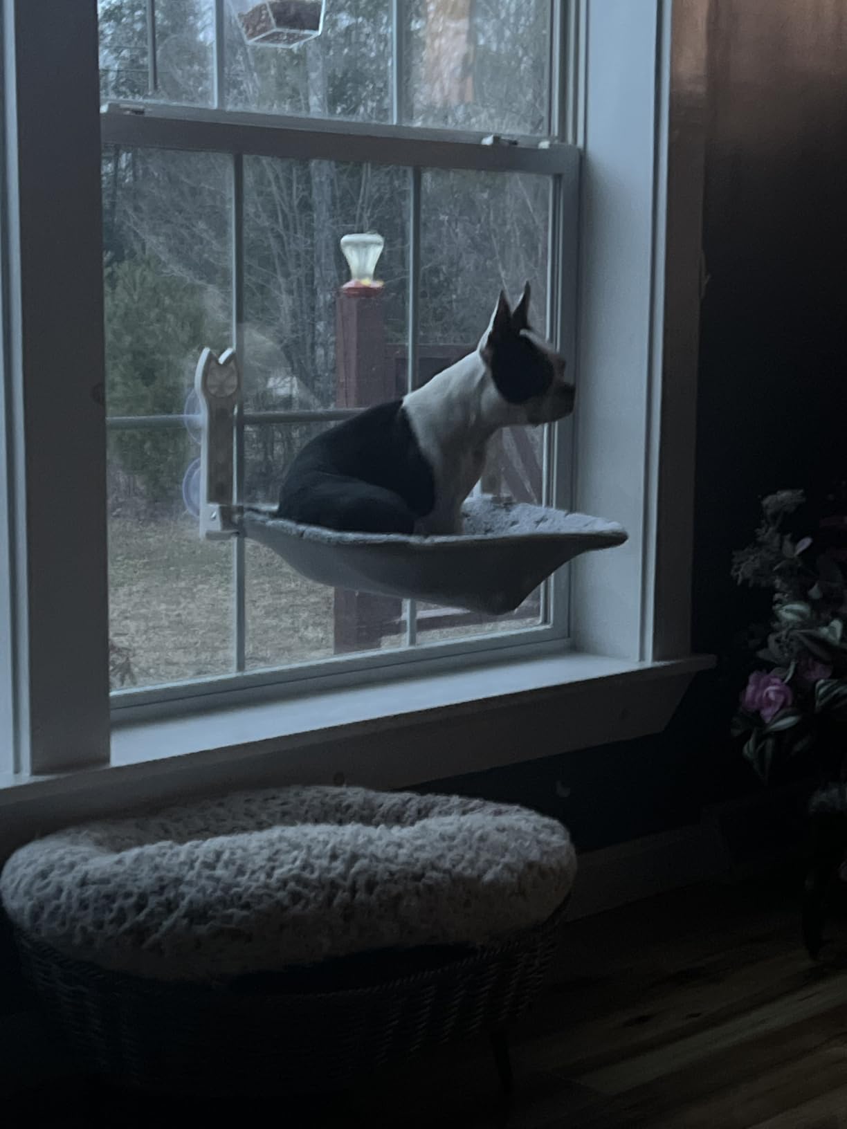2 Pack Cat Window Perch,Cat Window Hammock Cordless Foldable Window Bed with 4 Large Strong Suction Cup,Reversible Cushion Cover,Metal Frame Easy to Adjust Window Seat Holds up to 40lbs(Brown) customer photo 2