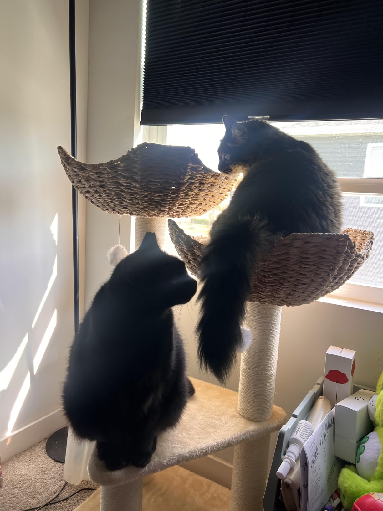 SHENGOCASE Modern Natural Wood Wooden Cat Tree Tower, 3 Large Rattan Wicker Basket Perch Beds with Cozy Cushion Sisal Scratching Post, Window View Design, for Cats up to 20 lbs customer photo 2