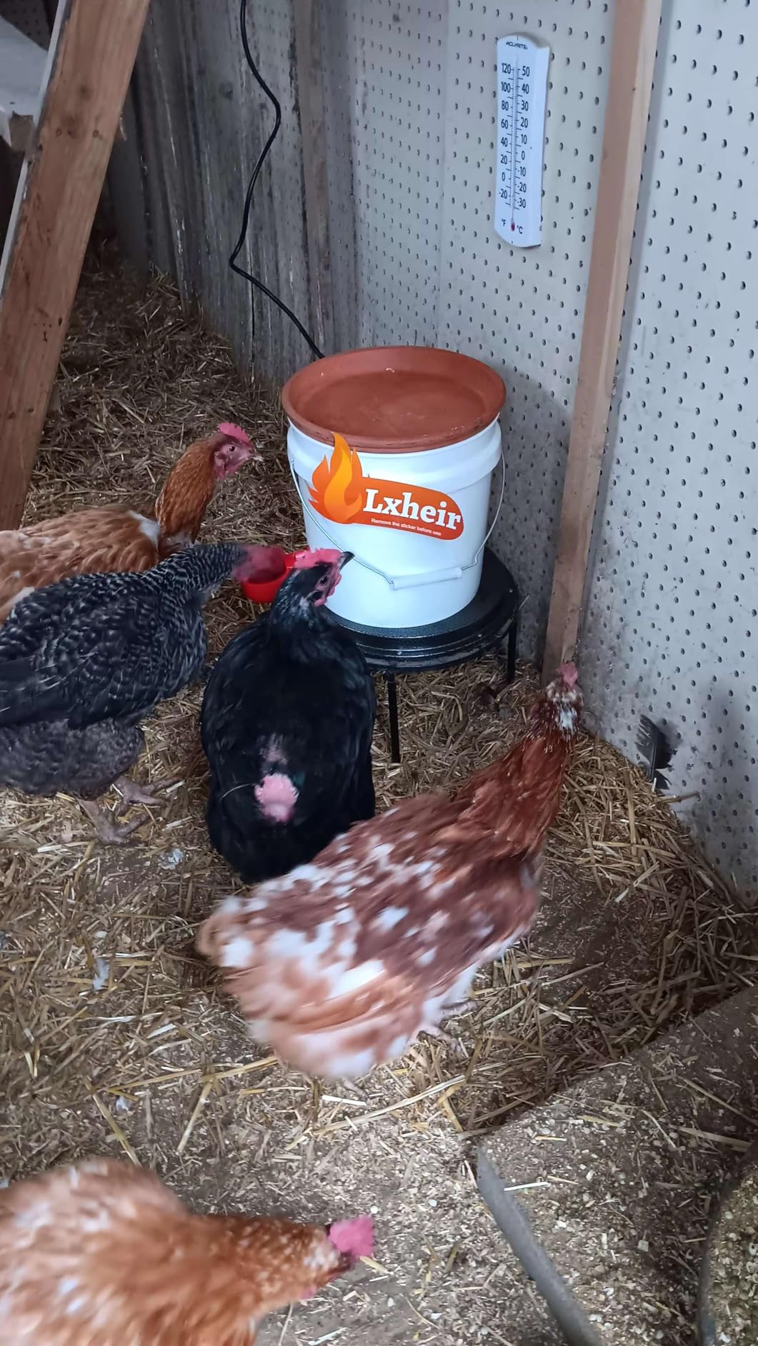 62W Metal Chicken Water Heater for Winter, 13'' Thermostat Chicken Waterer Heater Base for 1-5 Gallon Metal or Plastic Poultry Waterer, Outdoor Weatherproof Poultry Water Heaters for Turkey Goose Duck customer photo 1