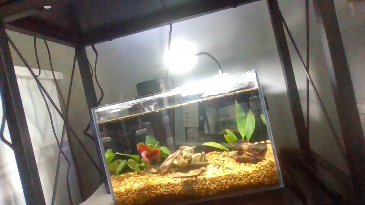 Betta Fish Tank kit,Small Nano Glass Fish Tank Start Kit with Filter,LED Light for Shrimp,Small Fish,Betta (1.5 Gallon) customer photo 2