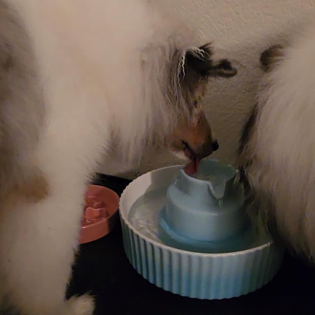 Upgrade 2.2L/78oz Ceramic Pet Fountain, Automatic Ceramic Water Fountain for Cats, with Ultra-Quiet Pump (White) customer photo 2