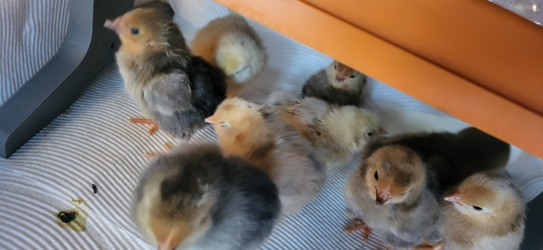 Chick Brooder Heater Plate with Digital Temperature Control, Chicken Coop Heater for Chicks & Ducklings, LED Display, Remote Control, Adjustable Angle, 86°F–167°F Heating Plate customer photo 1