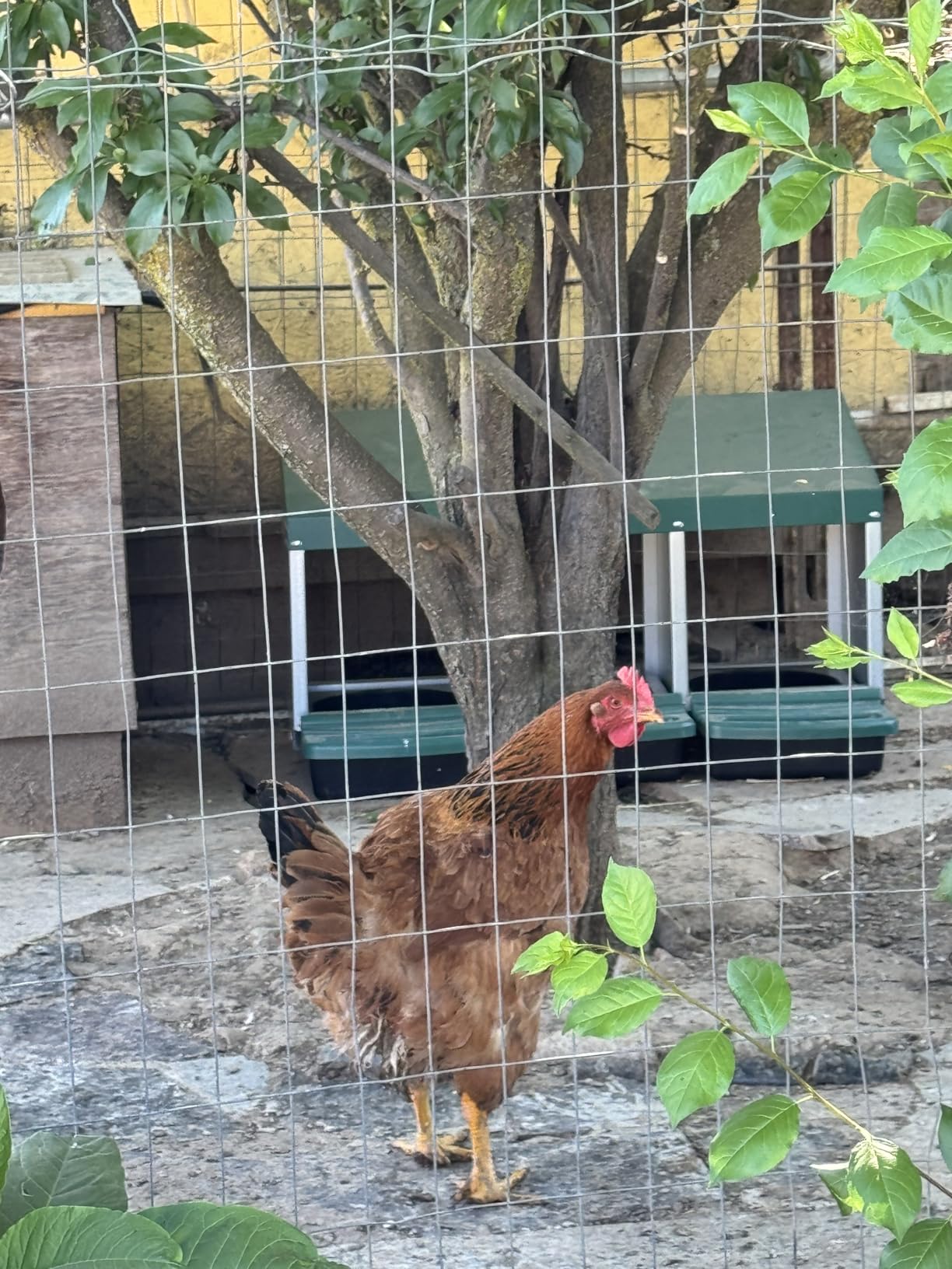 Chicken Nesting Boxes for Laying Eggs, Roll Away Nesting Boxes for Chickens customer photo 1
