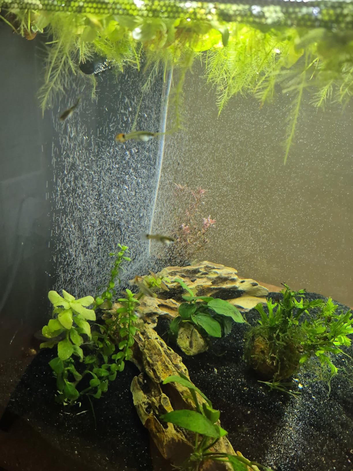 Fluval Flex 2.0 Aquarium Kit, 15 Gallon customer photo 1