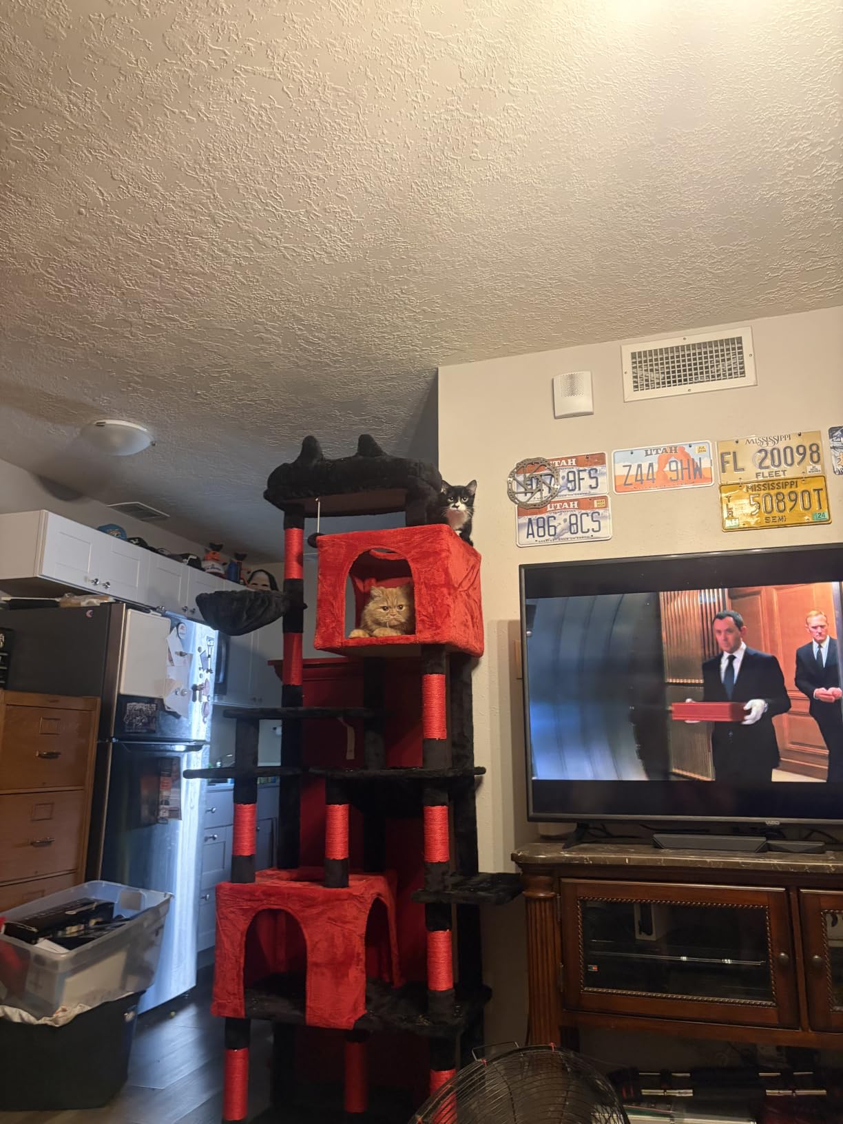 Heybly Cat Tree, 76-Inch Tall Heavy Duty Cat Tower for Big Cats HCT039W customer photo 1