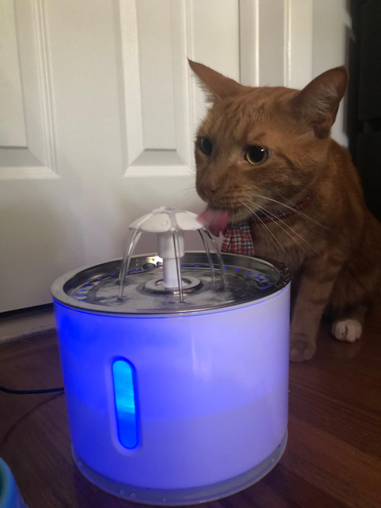 Ceramic Cat Water Fountain, 2.2L/ 74oz Pet Water Fountain, Drinking Fountains Bowl for Cats and Dogs with Replacement Filter and Foam (White) customer photo 2
