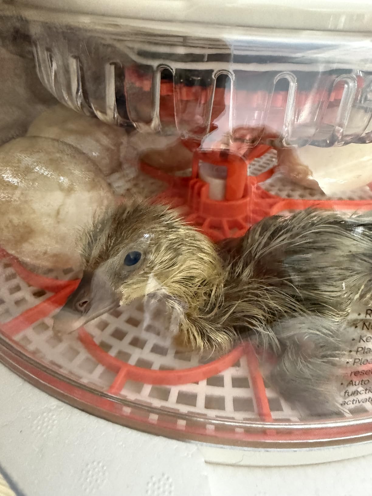 APDOE Egg Incubators for Hatching Eggs, Temperature and Humidity Control, Automatic Egg Turning, Egg Candler, External Water Bottle, Air Vent, for Chicken, Duck & Quail Eggs, 18 Eggs customer photo 1