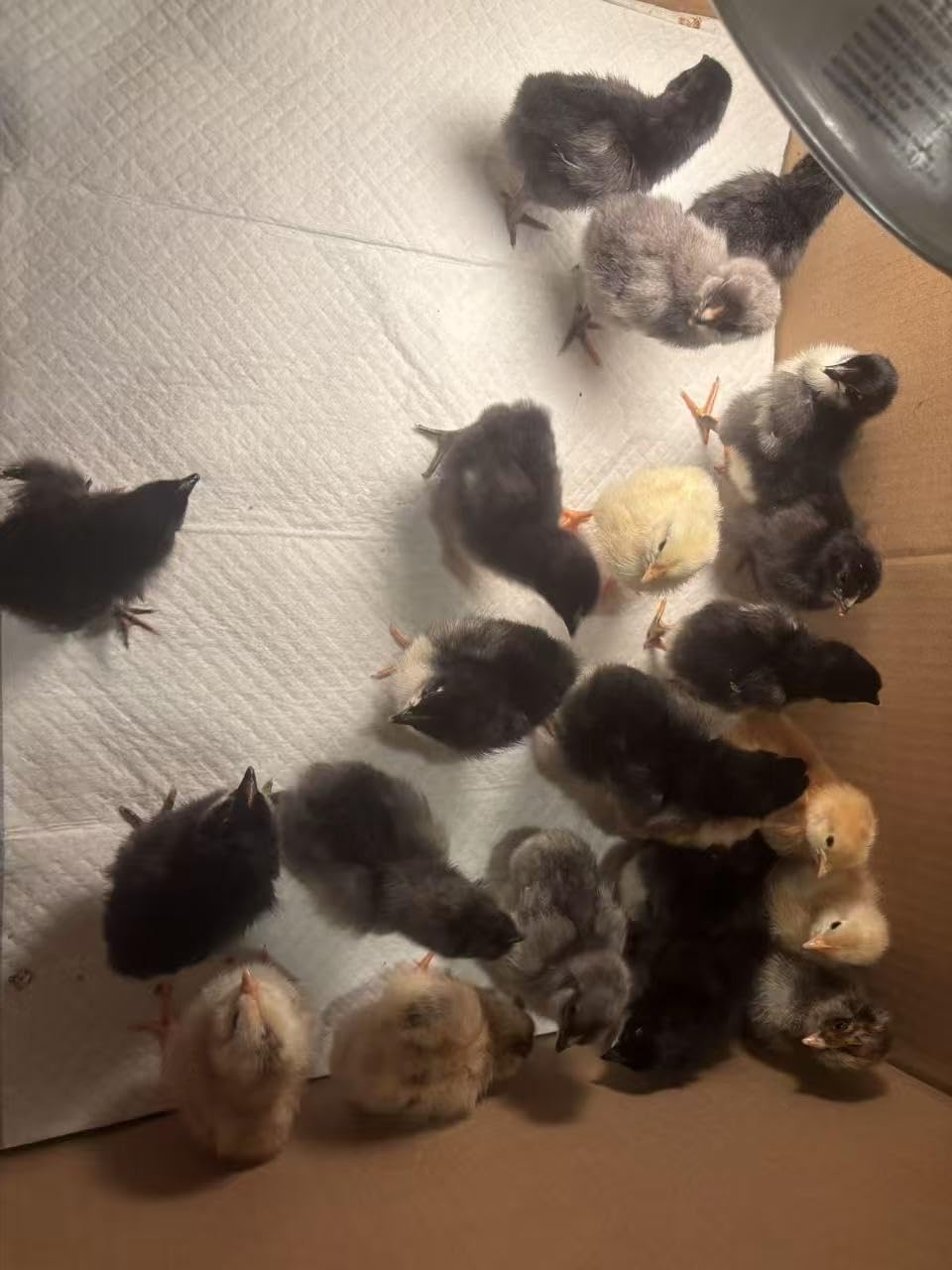 25 Egg Incubators for Hatching Eggs, Auto Turning, Temp & Humidity Control customer photo 1