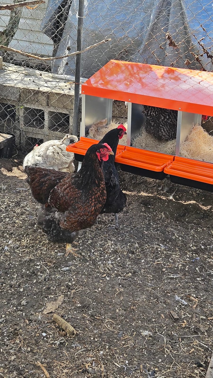 VEVOR Chicken Nesting Boxes, 4 Compartments, with Support Legs, Easy Egg Collection, Galvanized Steel and High-Strength Plastic, Roll Away Nesting Boxes for Chickens and Hens Laying Eggs, Orange customer photo 2