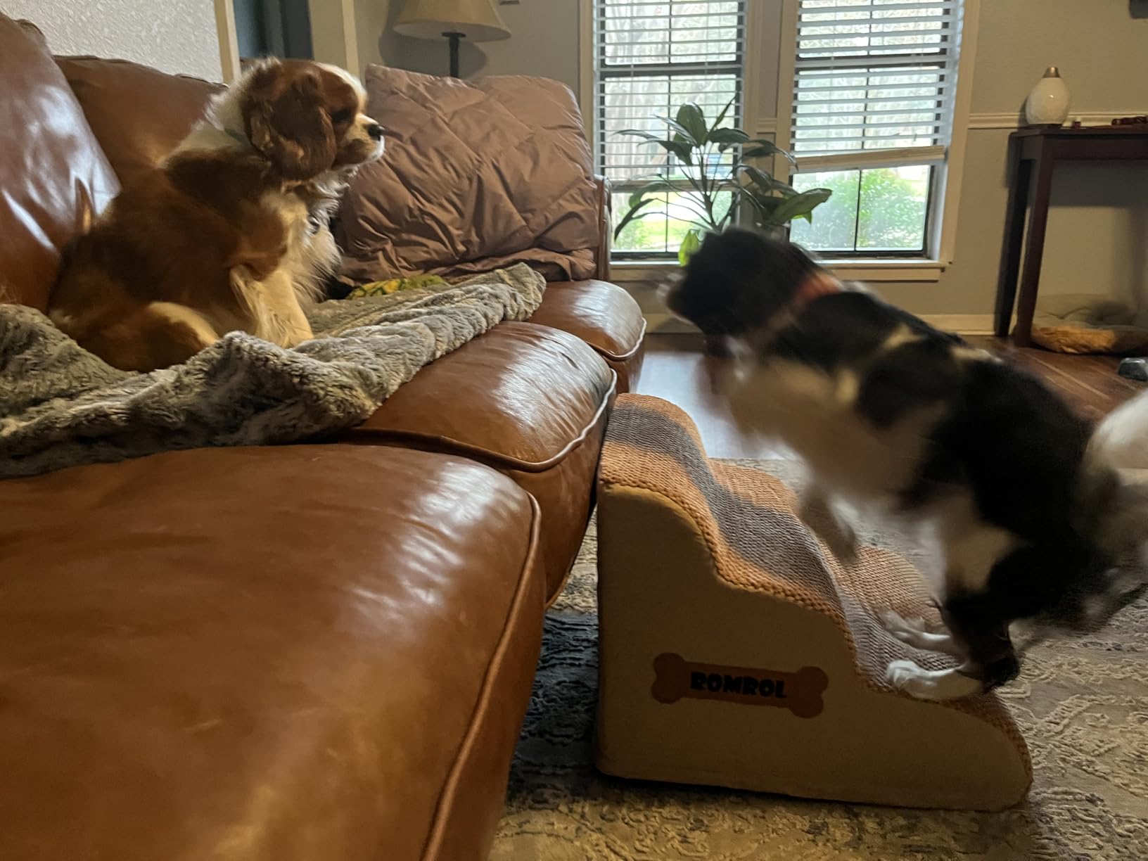 Romrol Dog Stairs Ramp for High Bed, 33D Pet Stairs Steps 15.7” H with Durable Non-Slip Waterproof Fabric Cover, Dog Slope Stairs to Bed for Small Dogs and Cats or Pets Joints, 3-Steps customer photo 2