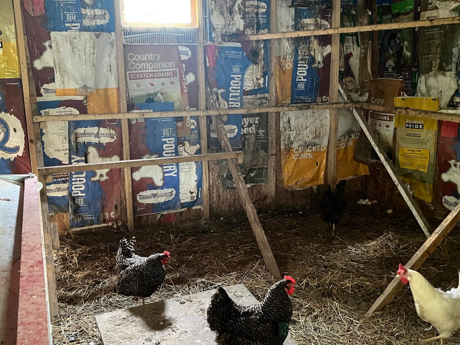 HenGear Nesting Boxes for Chickens, Roll Away Laying Boxes, Medium customer photo 1