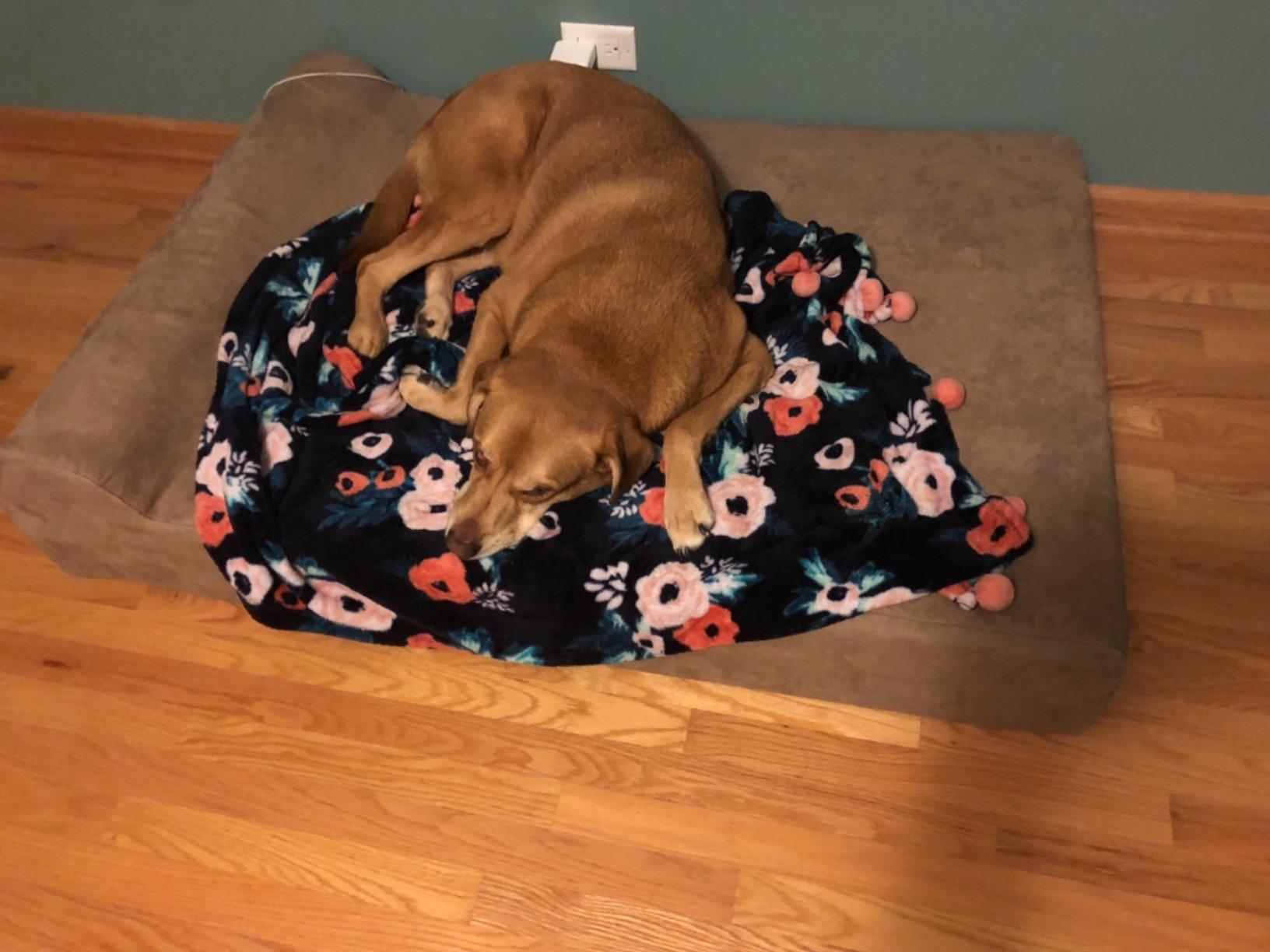 Barker Beds XL Orthopedic Dog Bed - 7