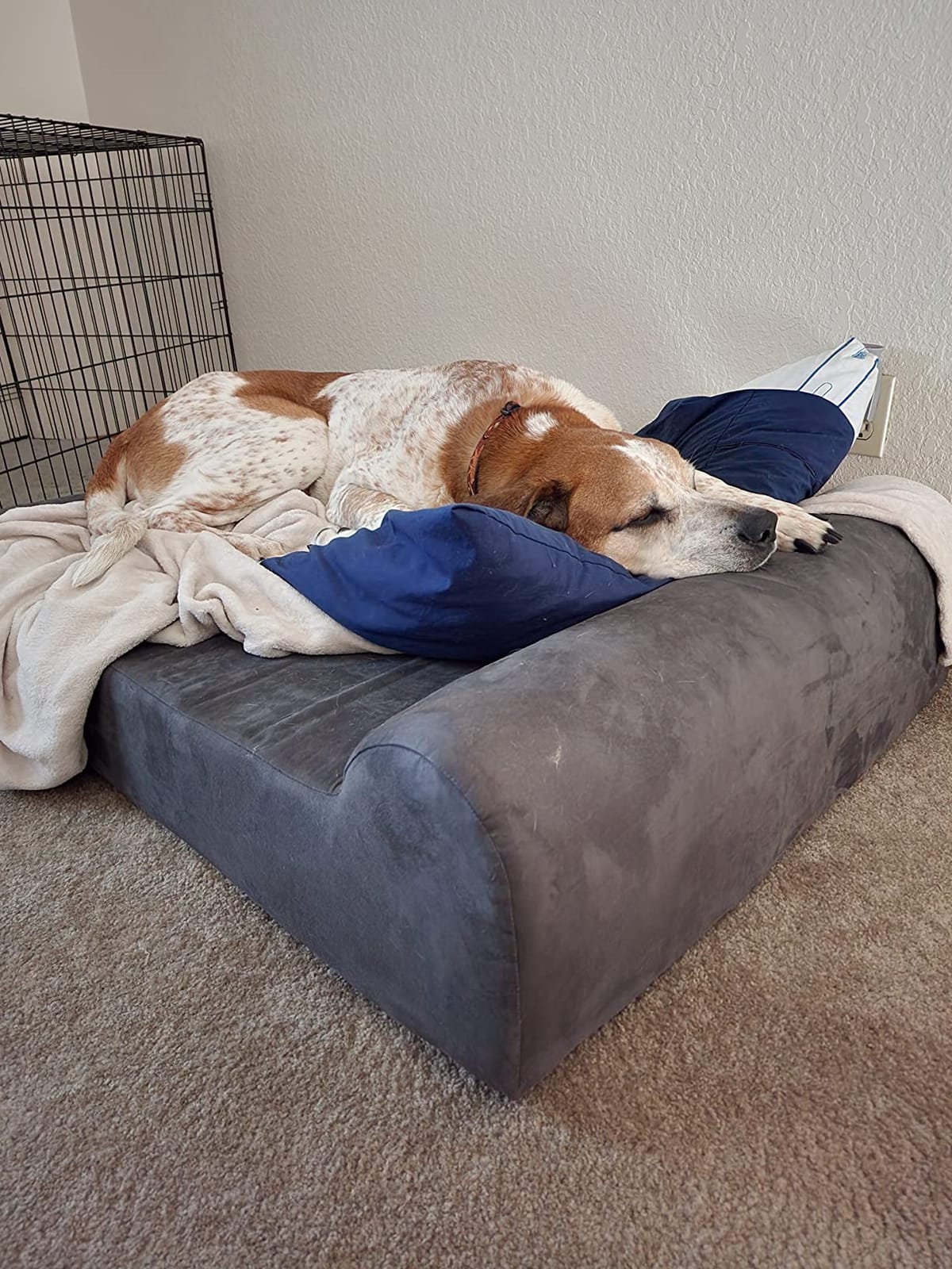 Barker Beds XL Orthopedic Dog Bed - 7