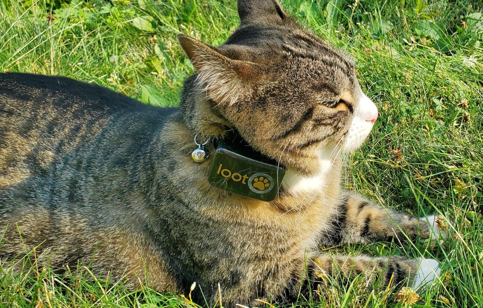 LootPaw+ GPS Cat Tracker Collar | Real Time Cat GPS Tracker with App & Vet Support | Lightweight Pet Tracker for Cats, Health & Activity Monitor | 60-Day Free Trial customer photo 2