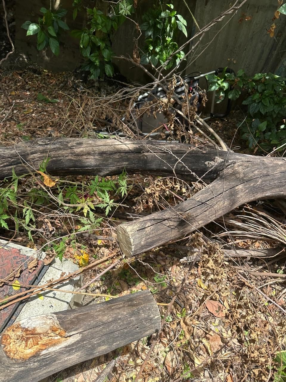 SEESII 2-in-1 Electric Pole Saws for Tree Trimming, Brushless Motor customer photo 2