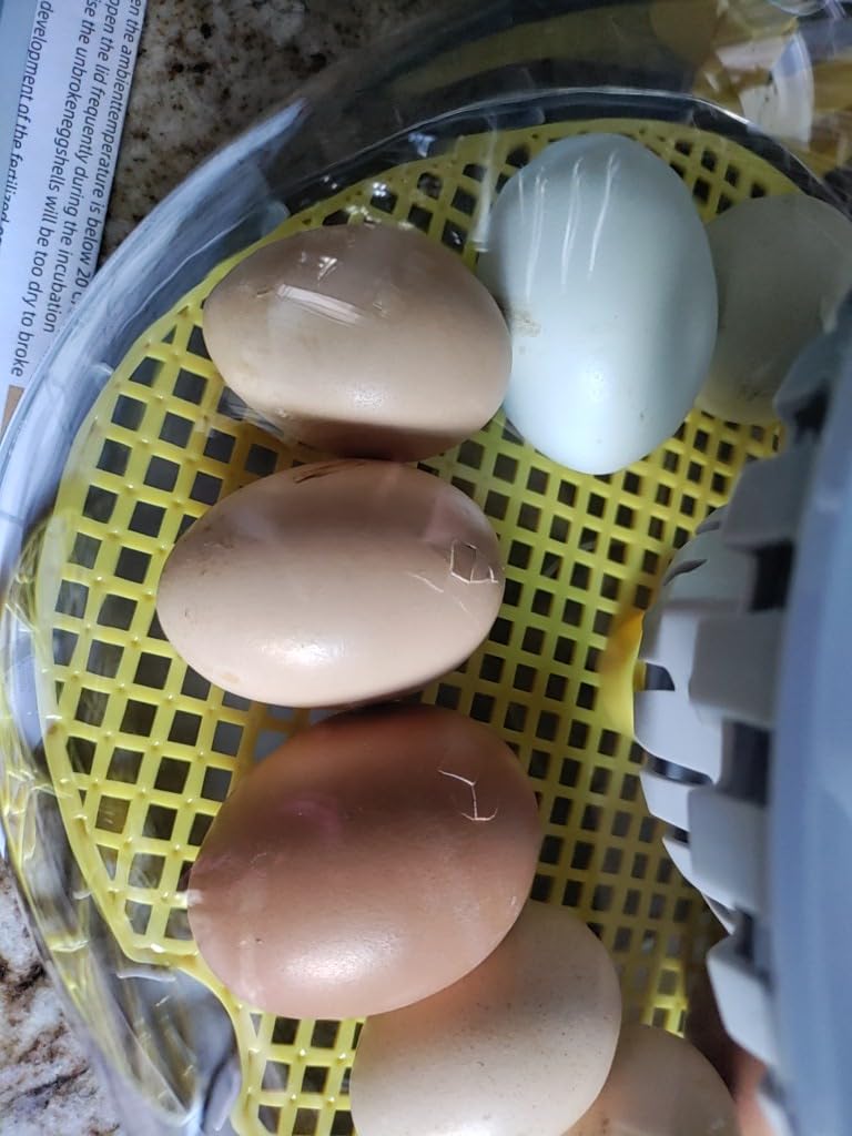 IBKINXX Incubator for Hatching Eggs-18 Egg Capacity, Newly Upgraded Automatic Egg Turner, Temperature & Humidity Control, 360° Viewing for Chicken, Duck and Quail Eggs (Black) customer photo 2