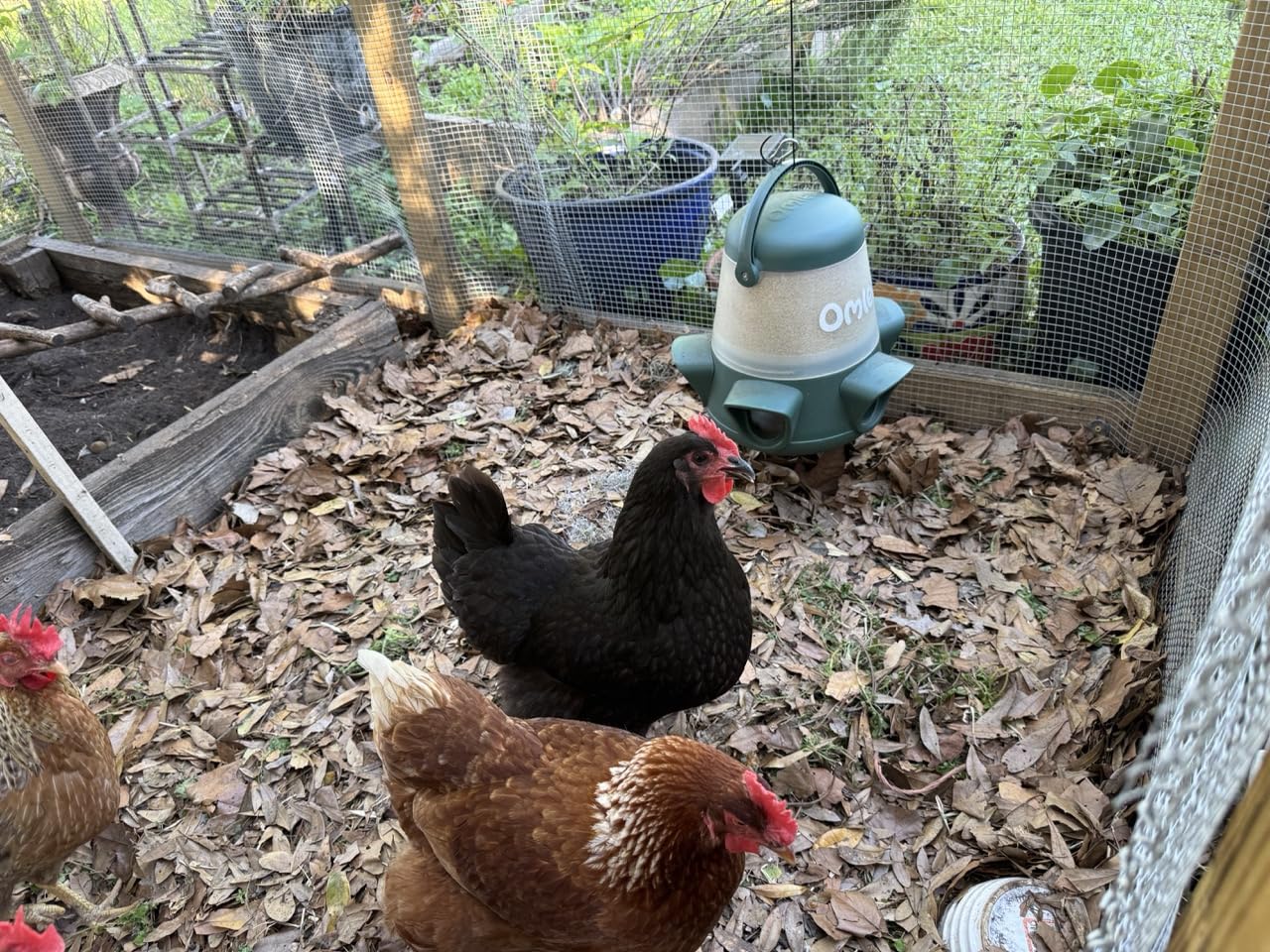 Omlet No Waste Chicken Feeder for Coop | Anti-Spill Poultry Feeder with 3 Feeding Ports | Hanging or Free Standing | Weatherproof | 6lb customer photo 1