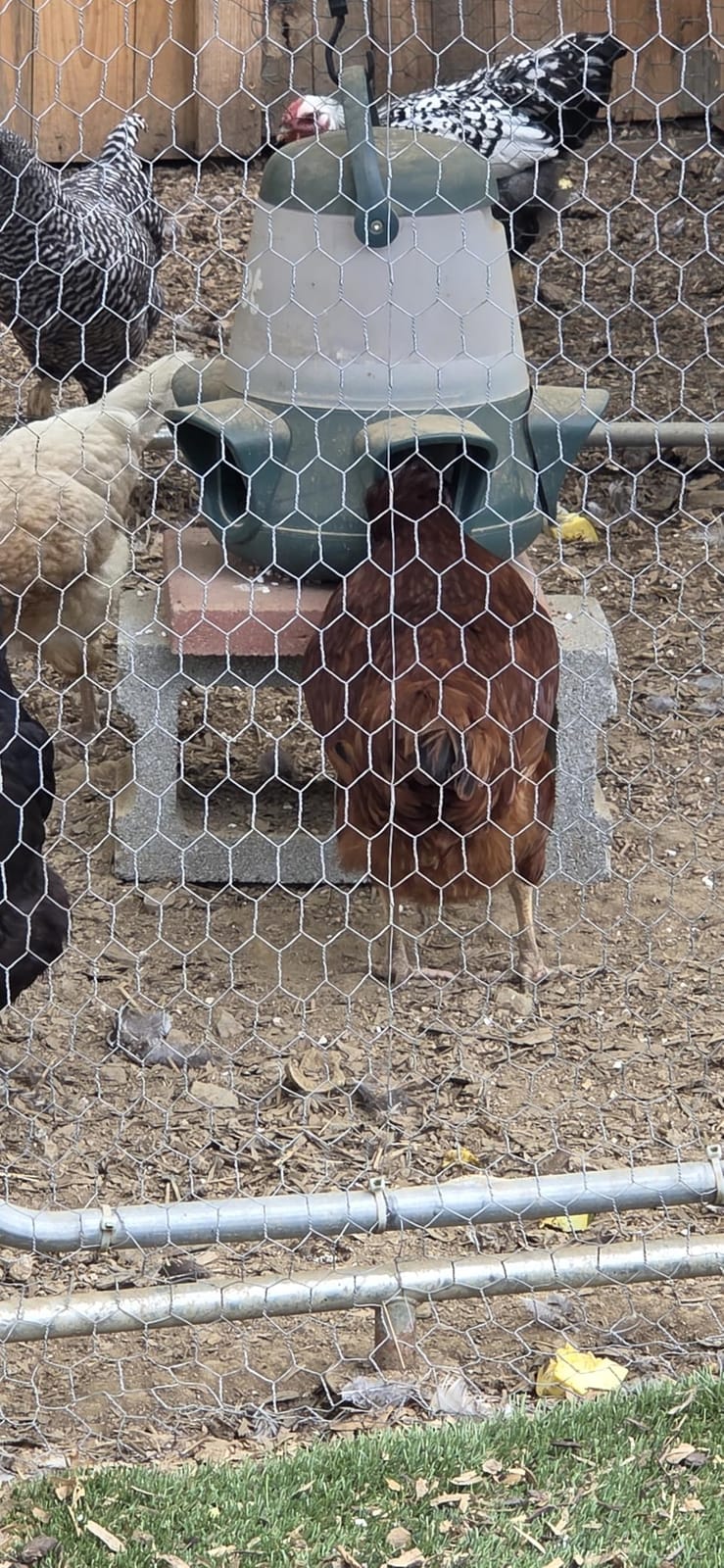 Omlet No Waste Chicken Feeder for Coop | Anti-Spill Poultry Feeder with 3 Feeding Ports | Hanging or Free Standing | Weatherproof | 6lb customer photo 2