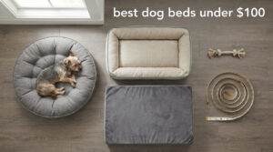 best dog beds under $100