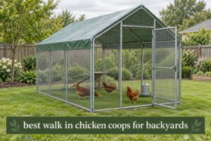 best walk in chicken coops for backyards