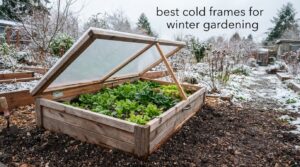 best cold frames for winter gardening
