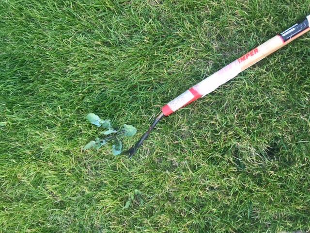 Ames True Temper Deluxe Dandelion Weeder with 36
