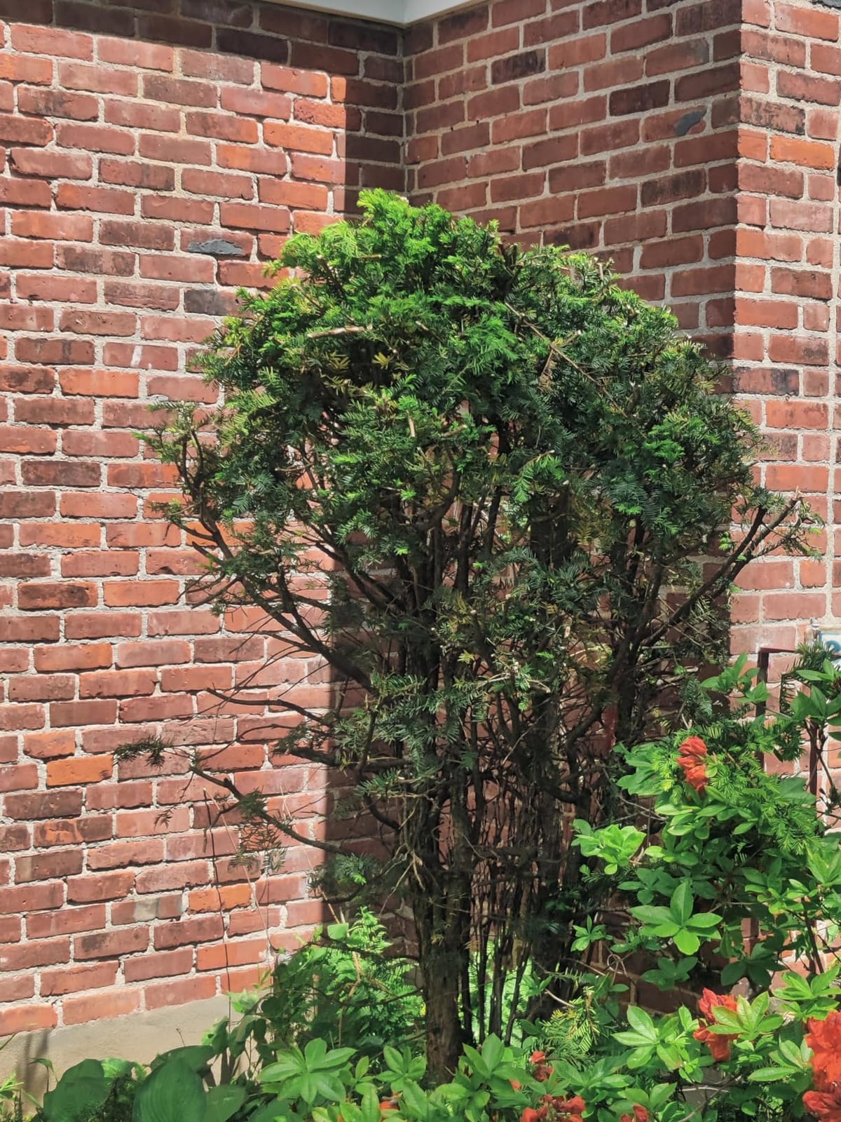 22 inch Hedge Trimmer Cordless with 2 Battery and Charger, 20V Bush Trimmer customer photo 1