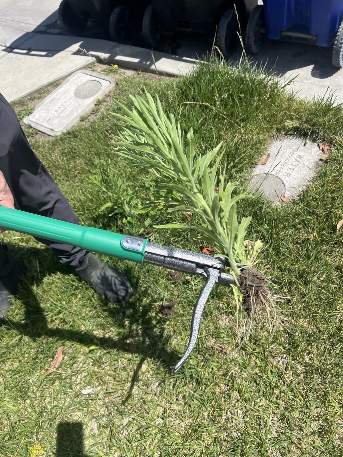 Weed Puller Tool with 2 Weed Eject Feature, 43.7in Stand Up Dandelion Remover Tool, Real Bamboo Handle and Metal 4 Claw & Foot Pedal, Heavy Duty Garden Weeder customer photo 2