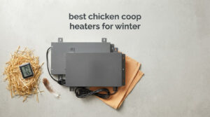 best chicken coop heaters for winter